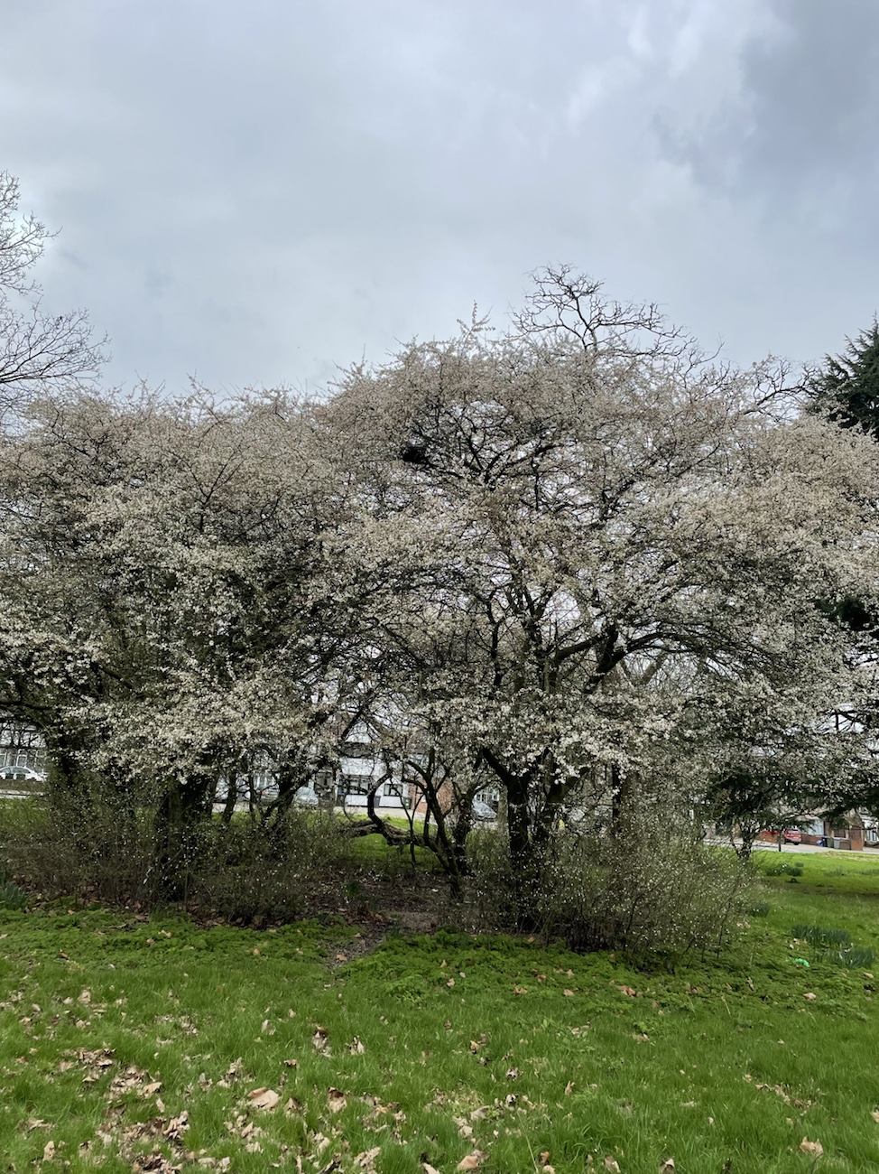 In the corporate world, the term “mole” is not typically used in the same sense as in espionage or police work. However, there are similar concepts and roles that exist in the context of business innovation and&nbsp;transformation.