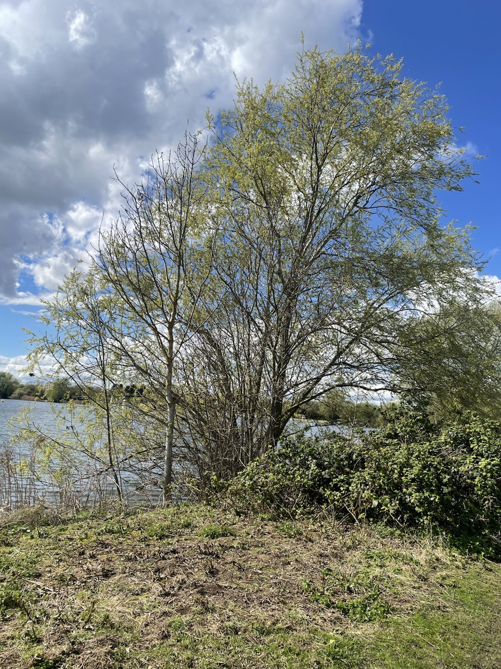 a stroll in the park